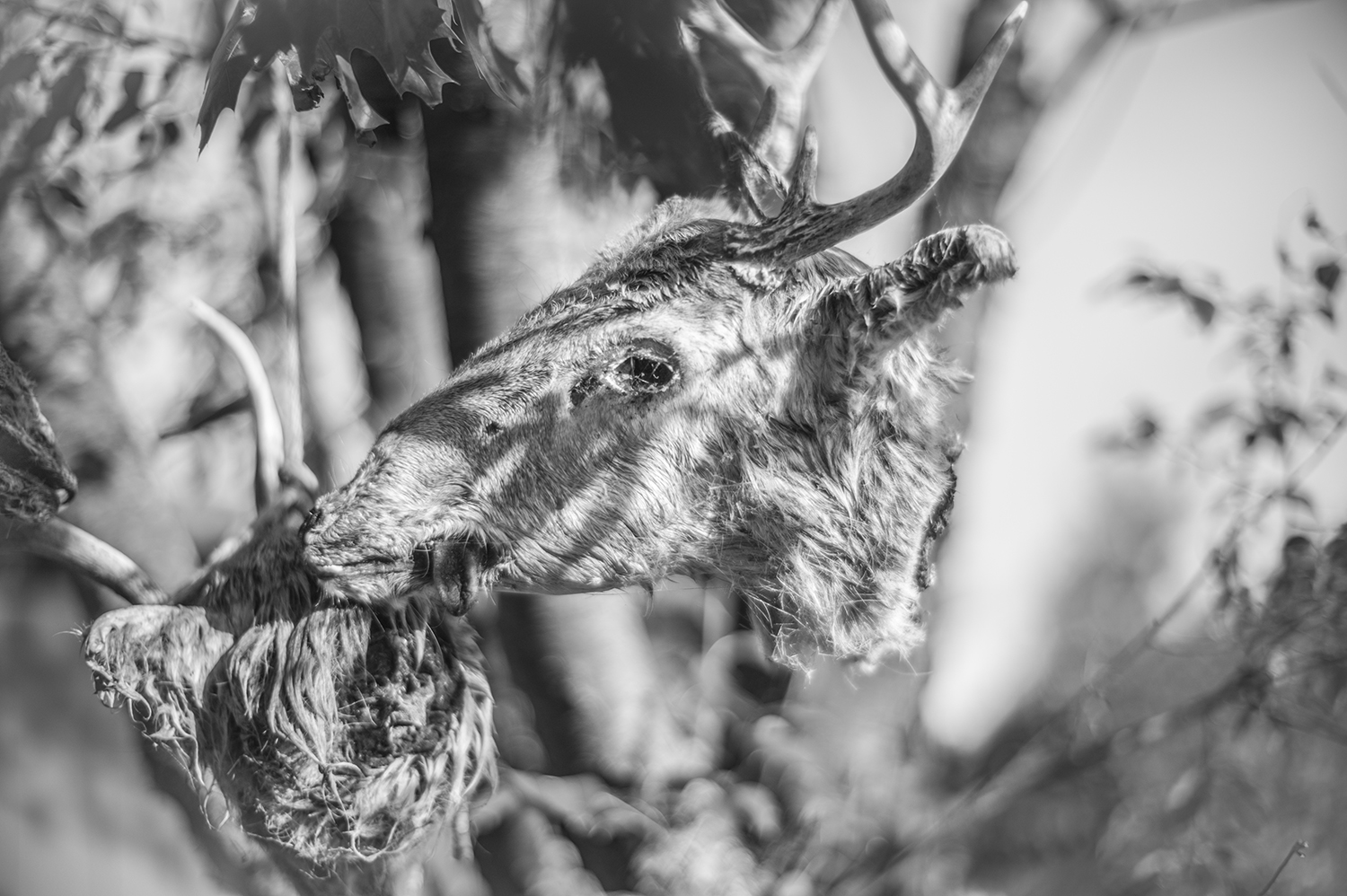 ©MEH_DeerHunt_L1002841.jpg