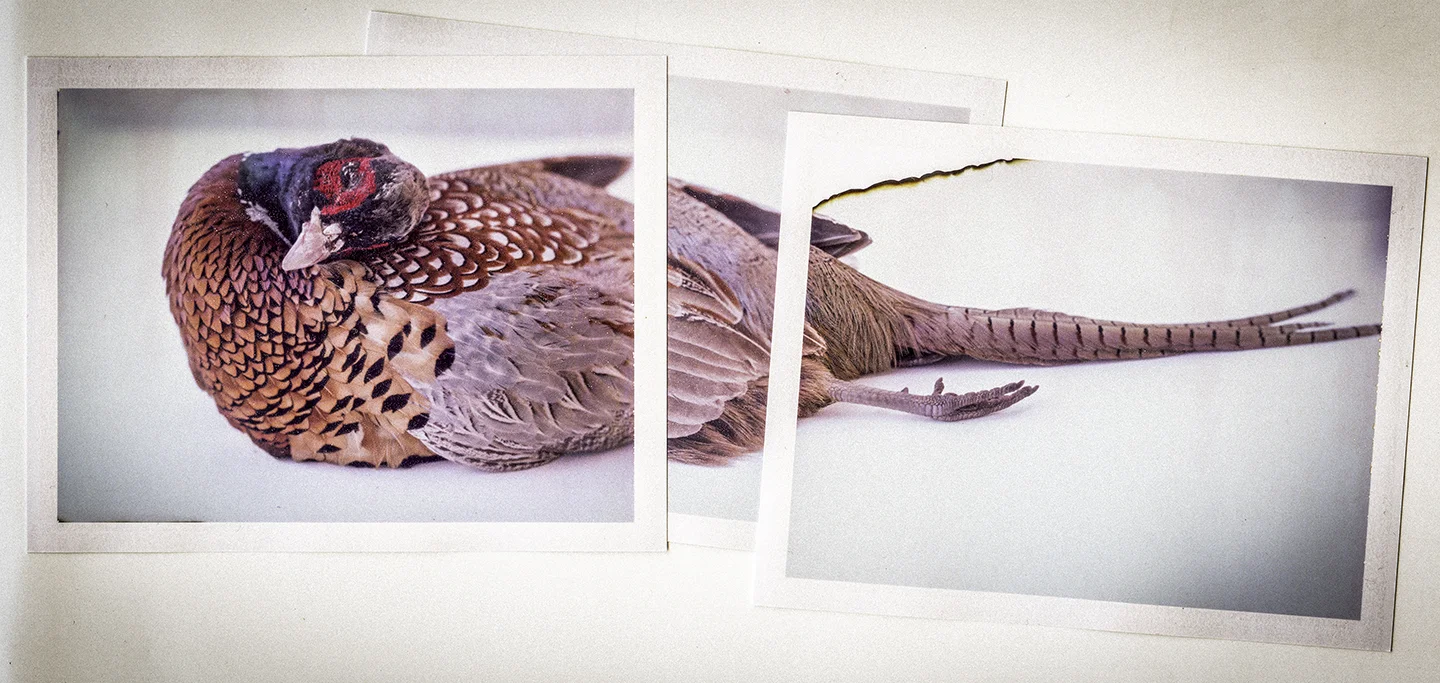 4” X 5” View Camera Polaroid Collage/ Joiner