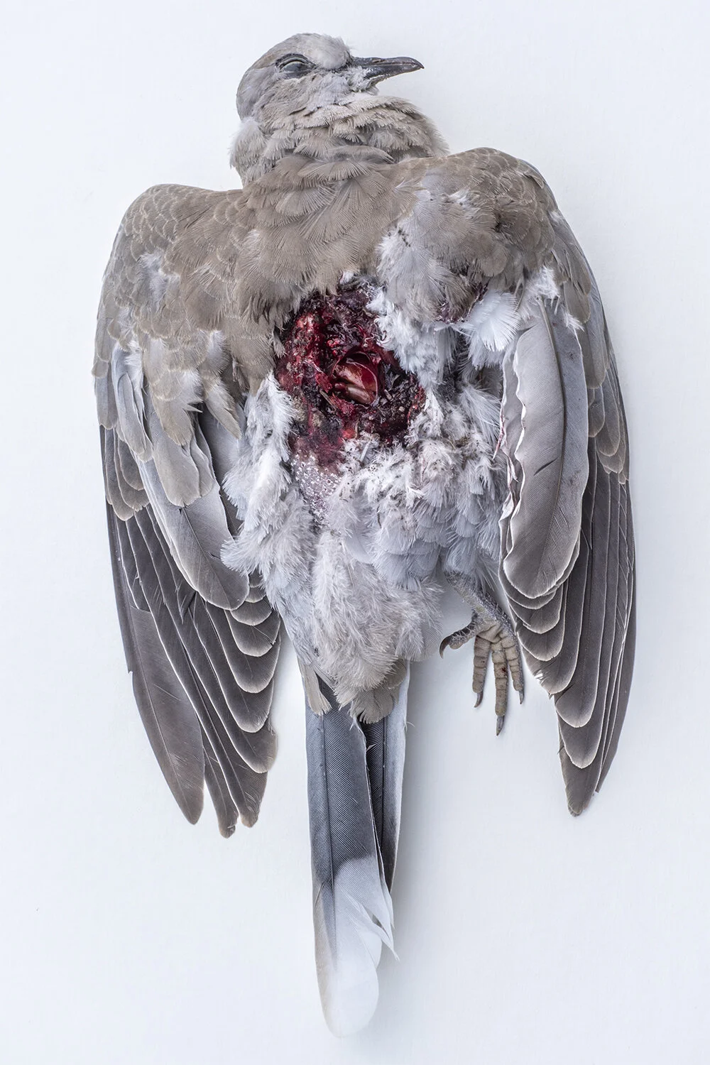 72_DeadDove_DSC_0797 copy.jpg