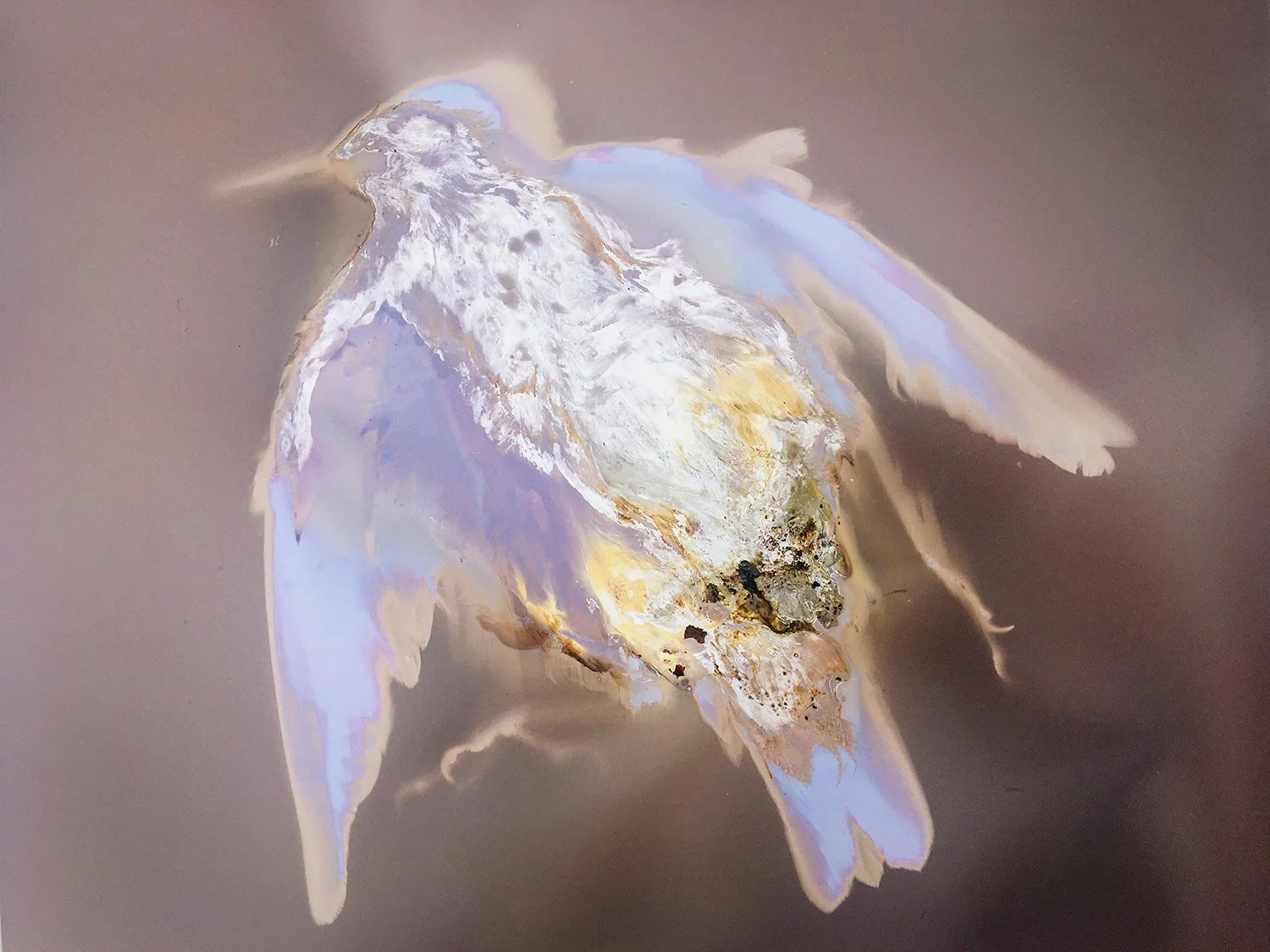 Lumen Print - un-fixed 