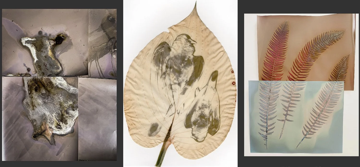 Alternative Photographic Processes Nature Studies 1 -3 