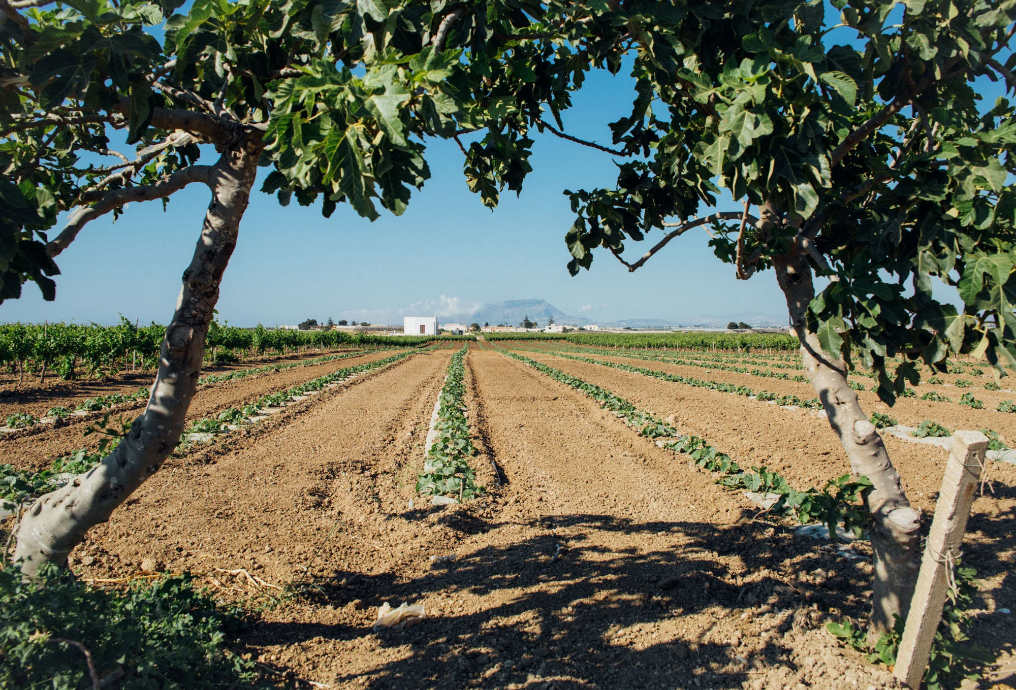 Sicilian countryside in May