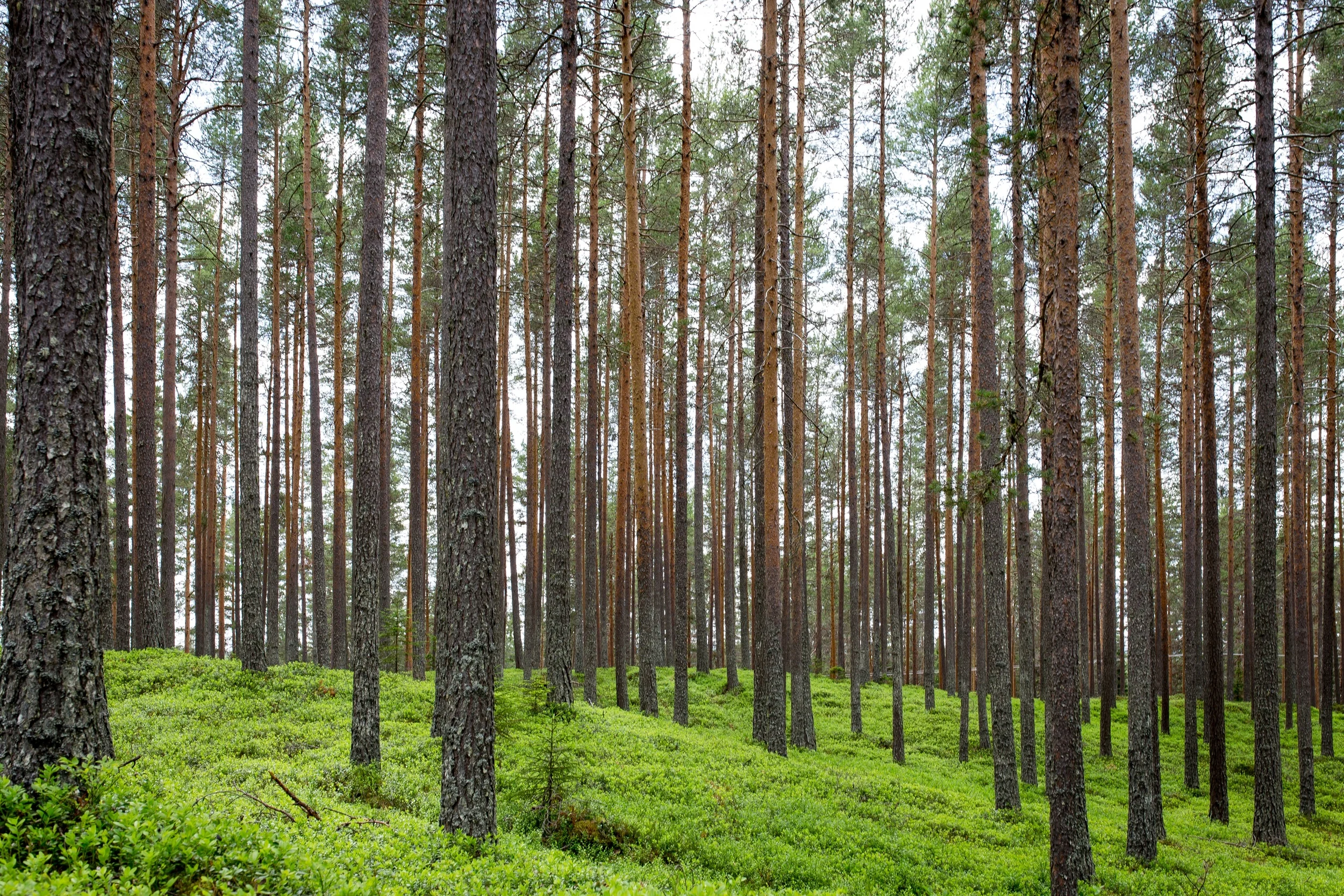 trees.jpg