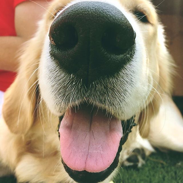 Our newest fav fur babe #AtomicCoconuts #Soccerpup