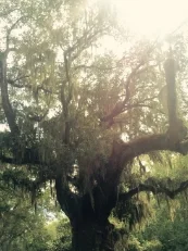 tree.jpg
