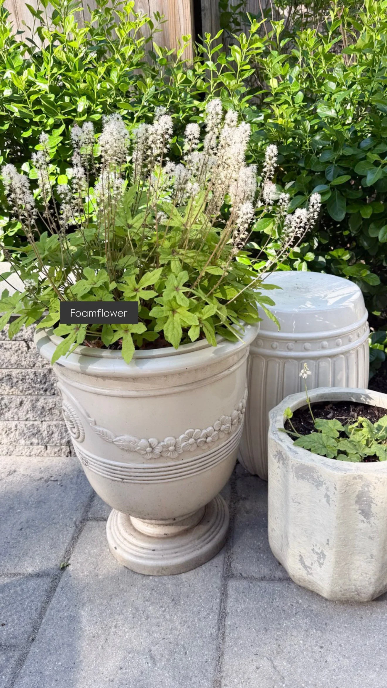 Foamflower planted in a classic cream urn planter on a backyard patio, surrounded by soft greenery and layered neutral garden containers for a cottage inspired outdoor space.