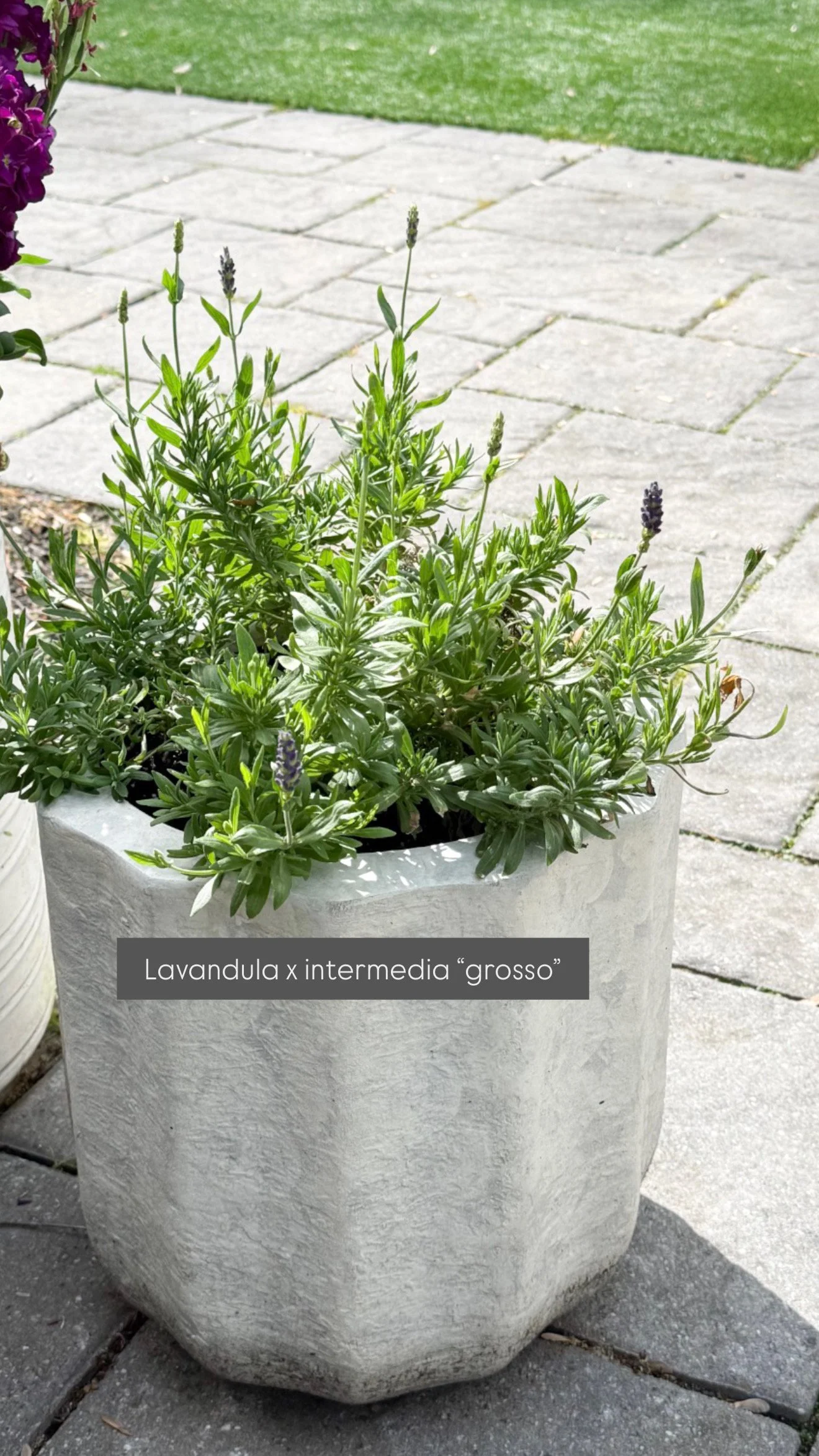 Lavender “Lavandula x intermedia Grosso” planted in a textured concrete planter on a neutral outdoor patio with layered landscaping and stone pavers.