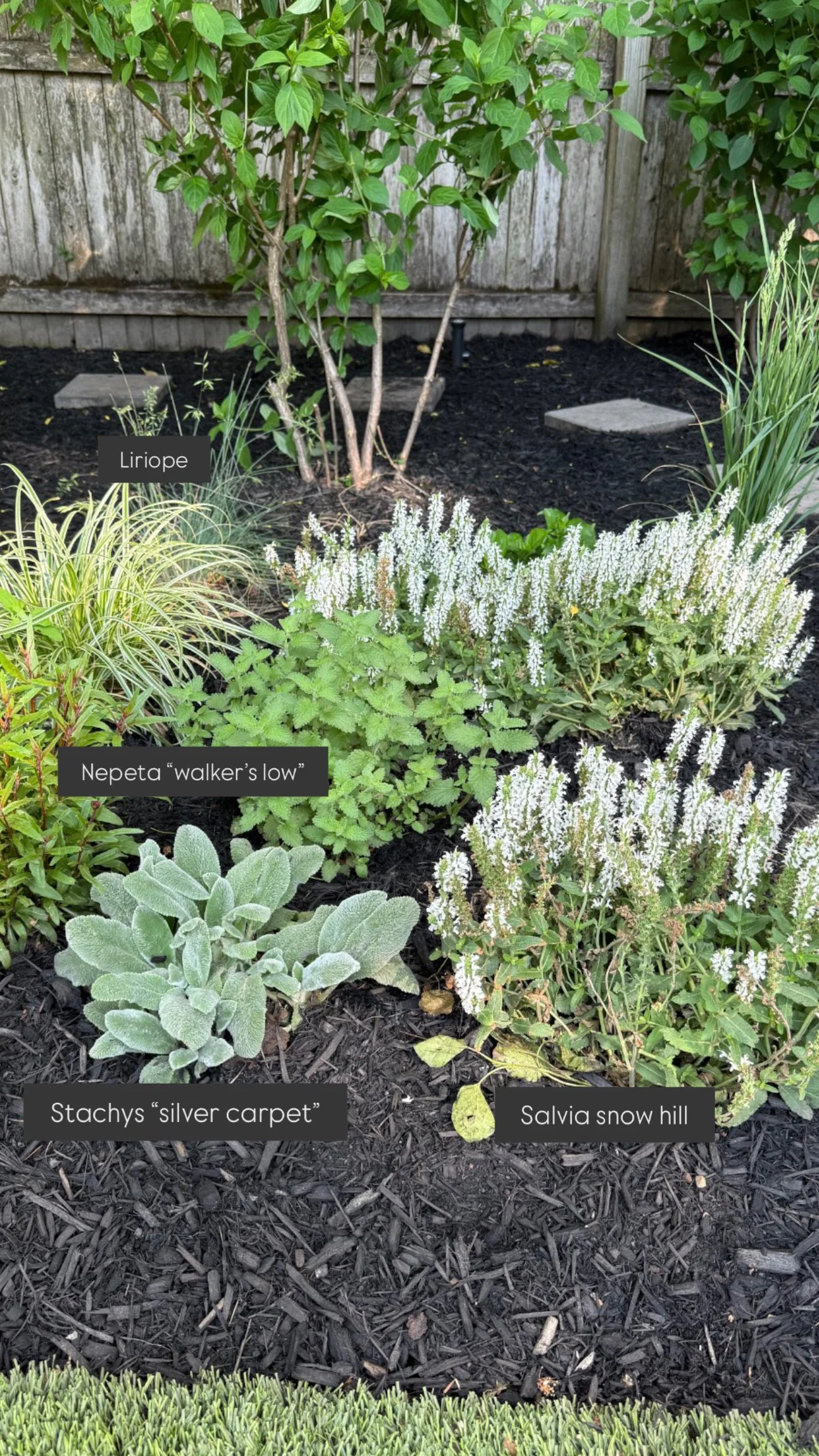 Mixed perennial garden bed featuring liriope, Nepeta Walker’s Low, Stachys Silver Carpet, and Salvia Snow Hill planted in dark mulch beneath mature trees in a shaded backyard landscape.