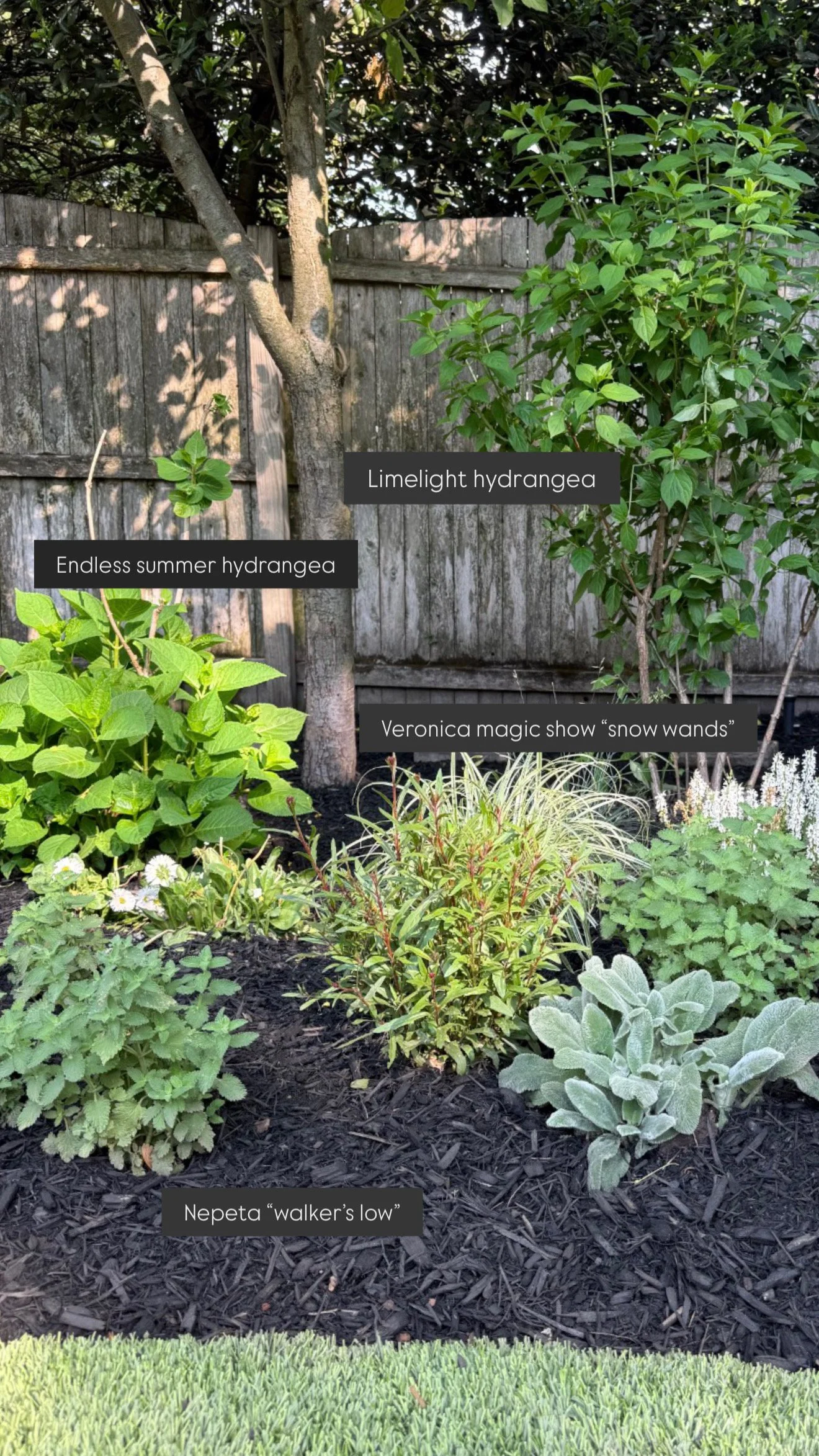 Layered backyard garden bed featuring Endless Summer hydrangea, Limelight hydrangea, Veronica Magic Show Snow Wand, Nepeta Walker’s Low, lamb’s ear, and ornamental grasses against a weathered wood fence.