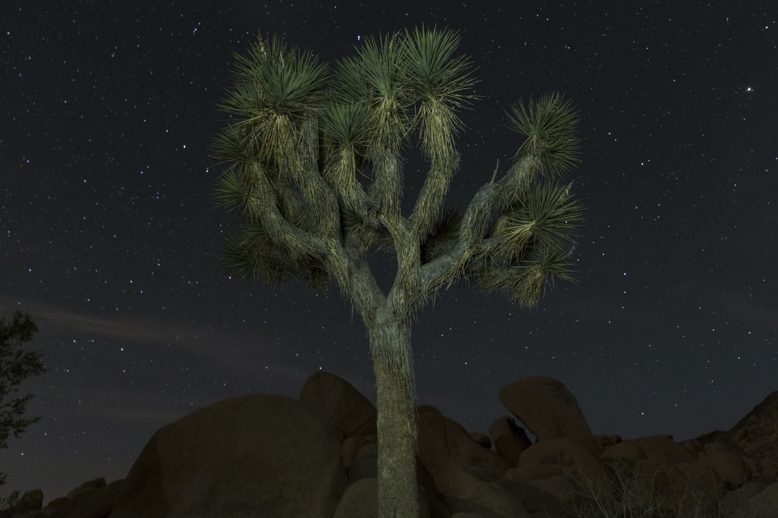 April_2014_JoshuaTree_381.jpg