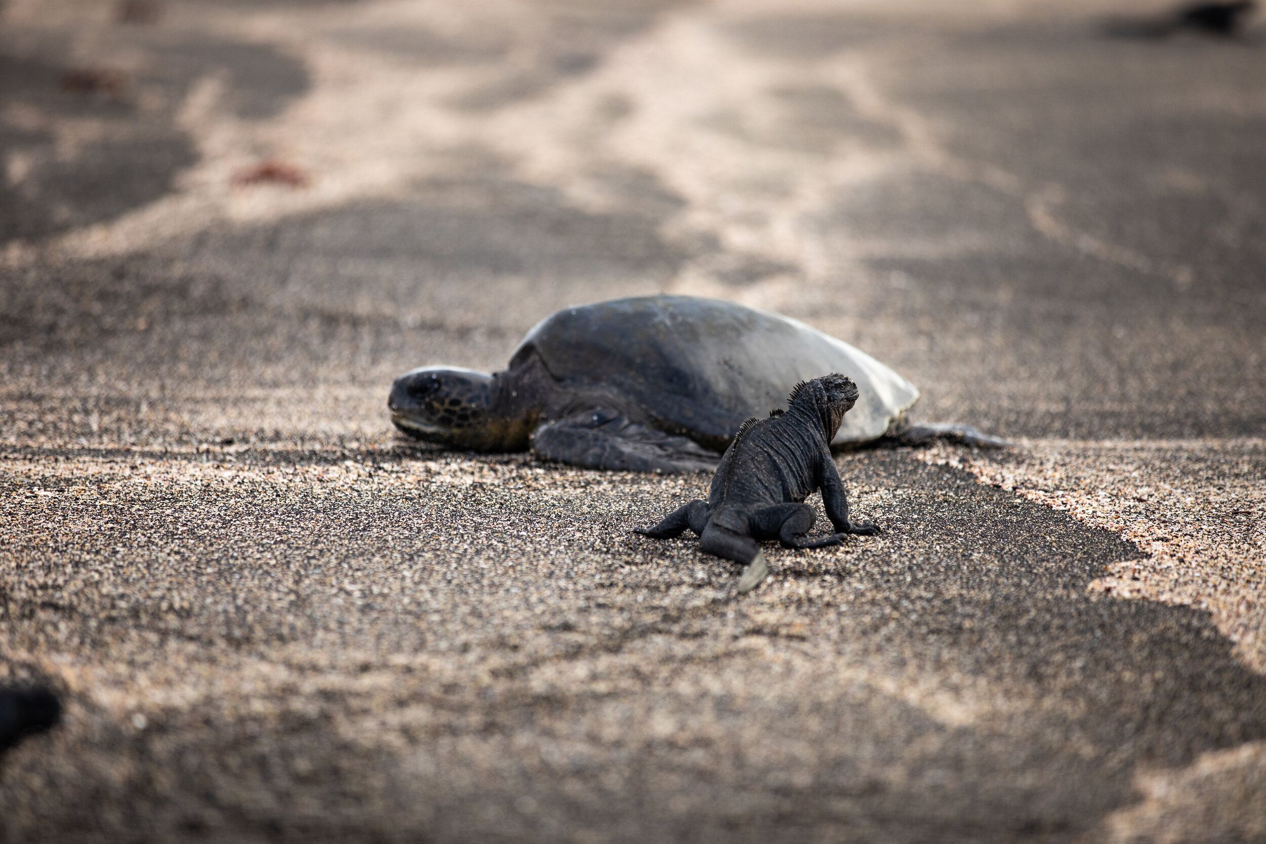 022219_Galapagos_10.jpg