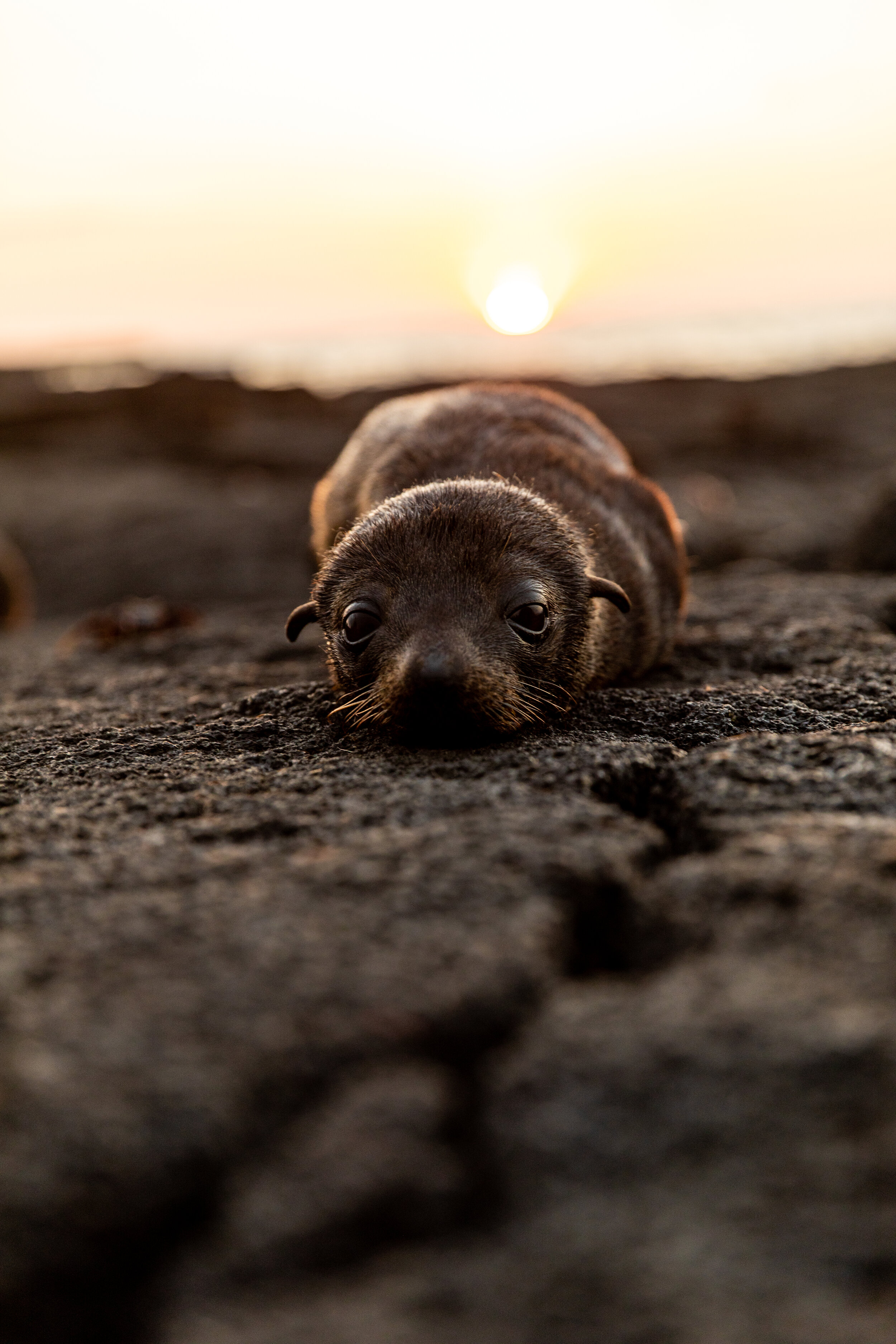 022219_Galapagos_24.jpg