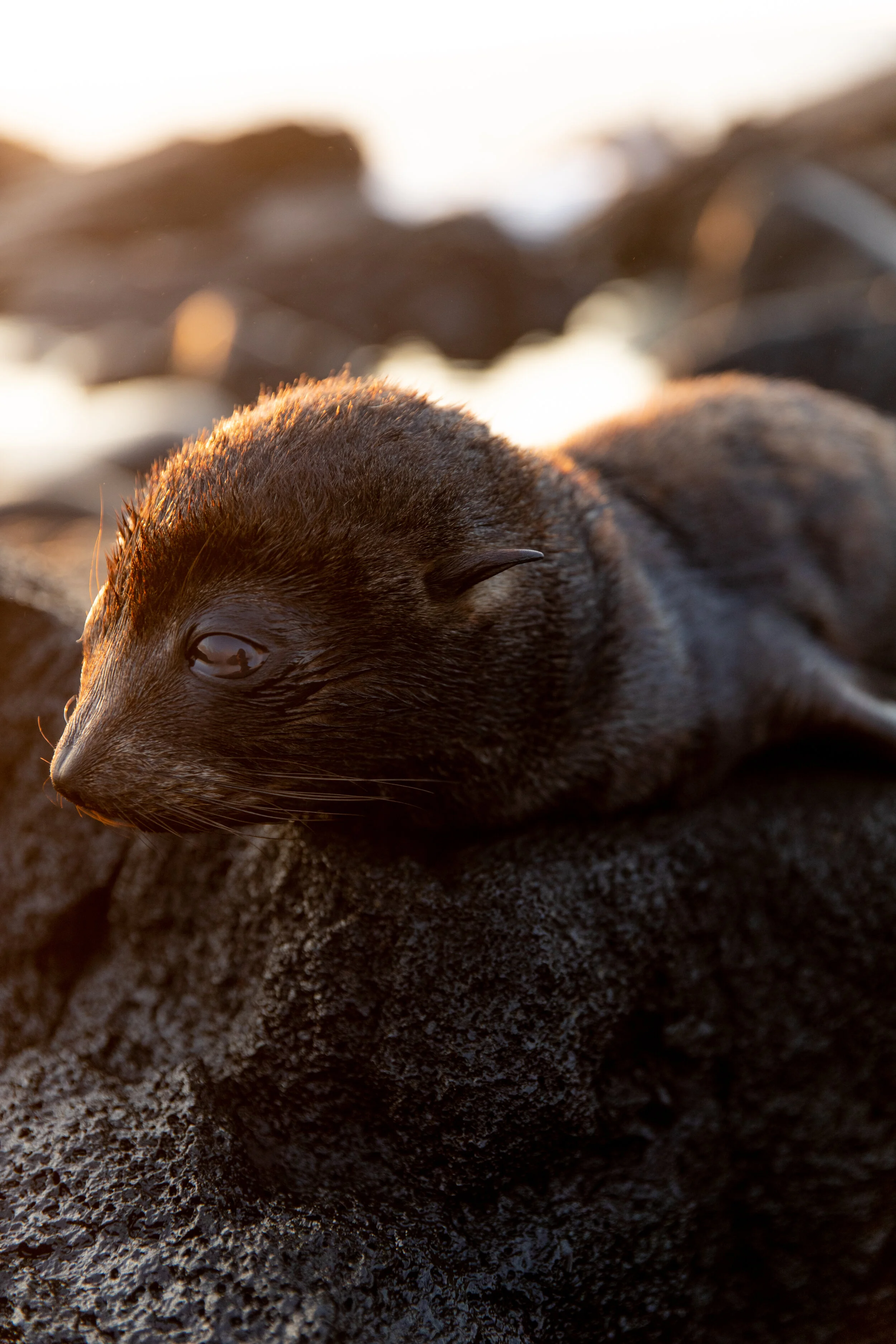 022219_Galapagos_20.jpg