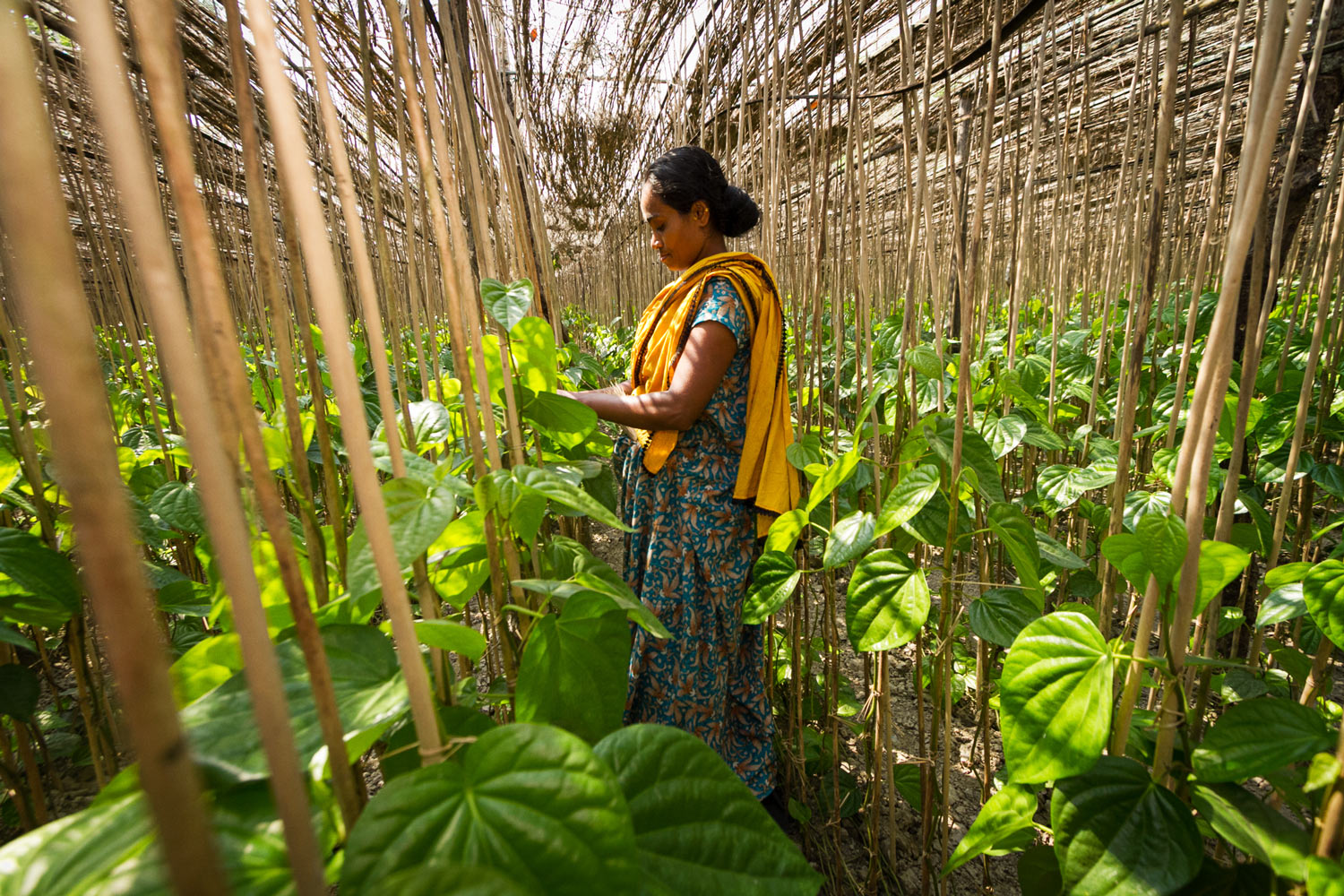 Bangladesh-paan-leaves-agriculture.jpg