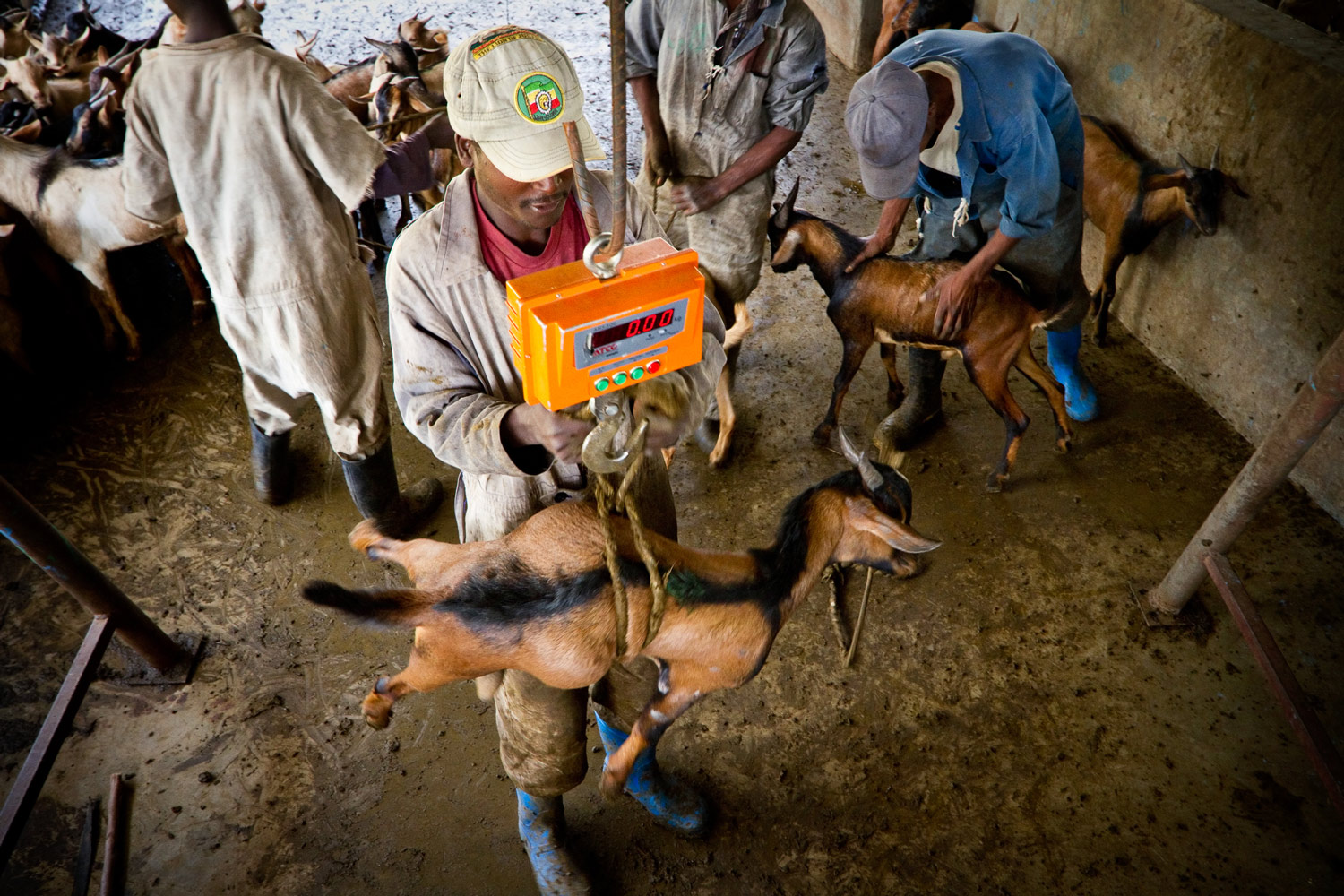 ethiopia-goats-weigh-slaughterhouse.jpg