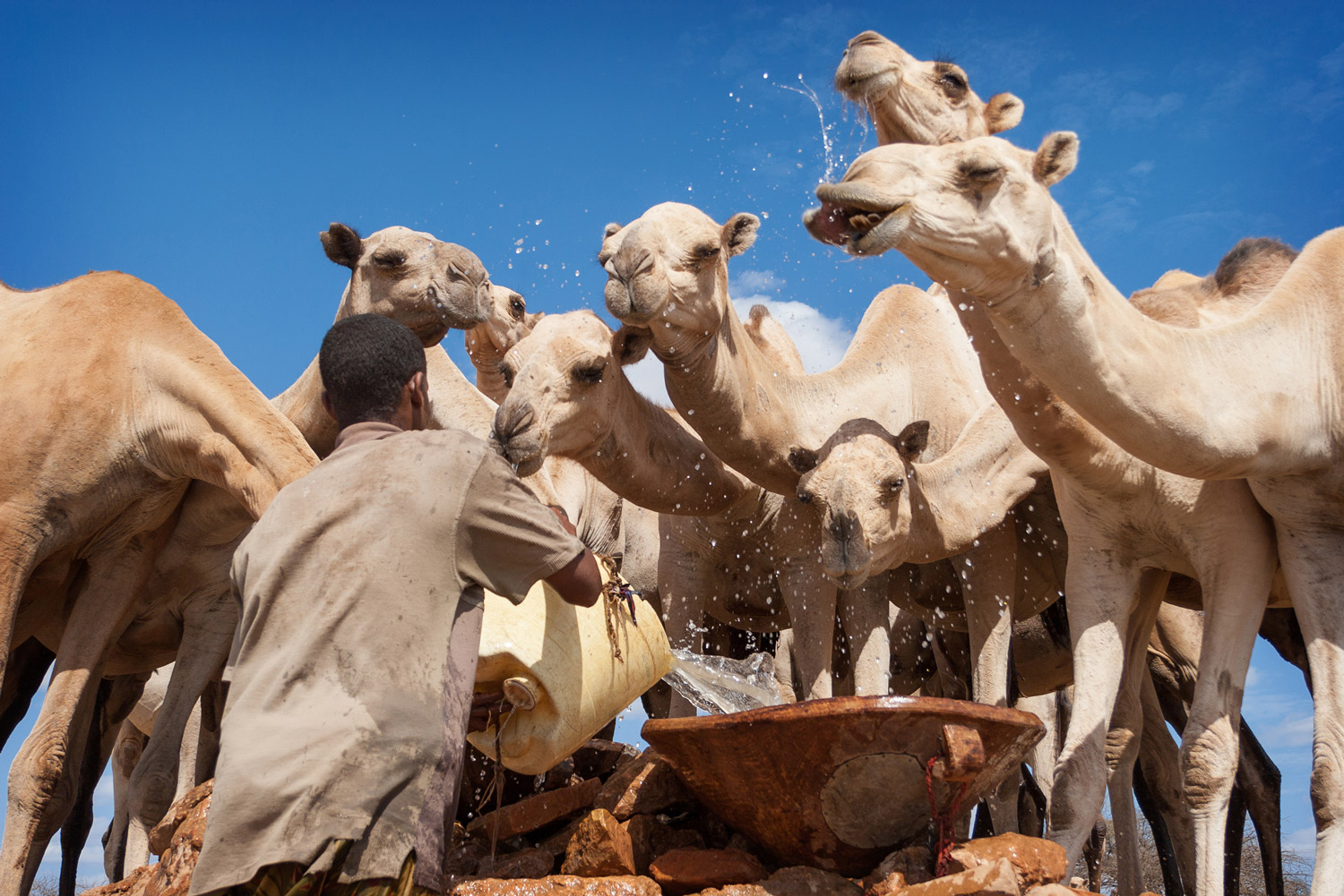 new-pastoralist-waters-camel.jpg