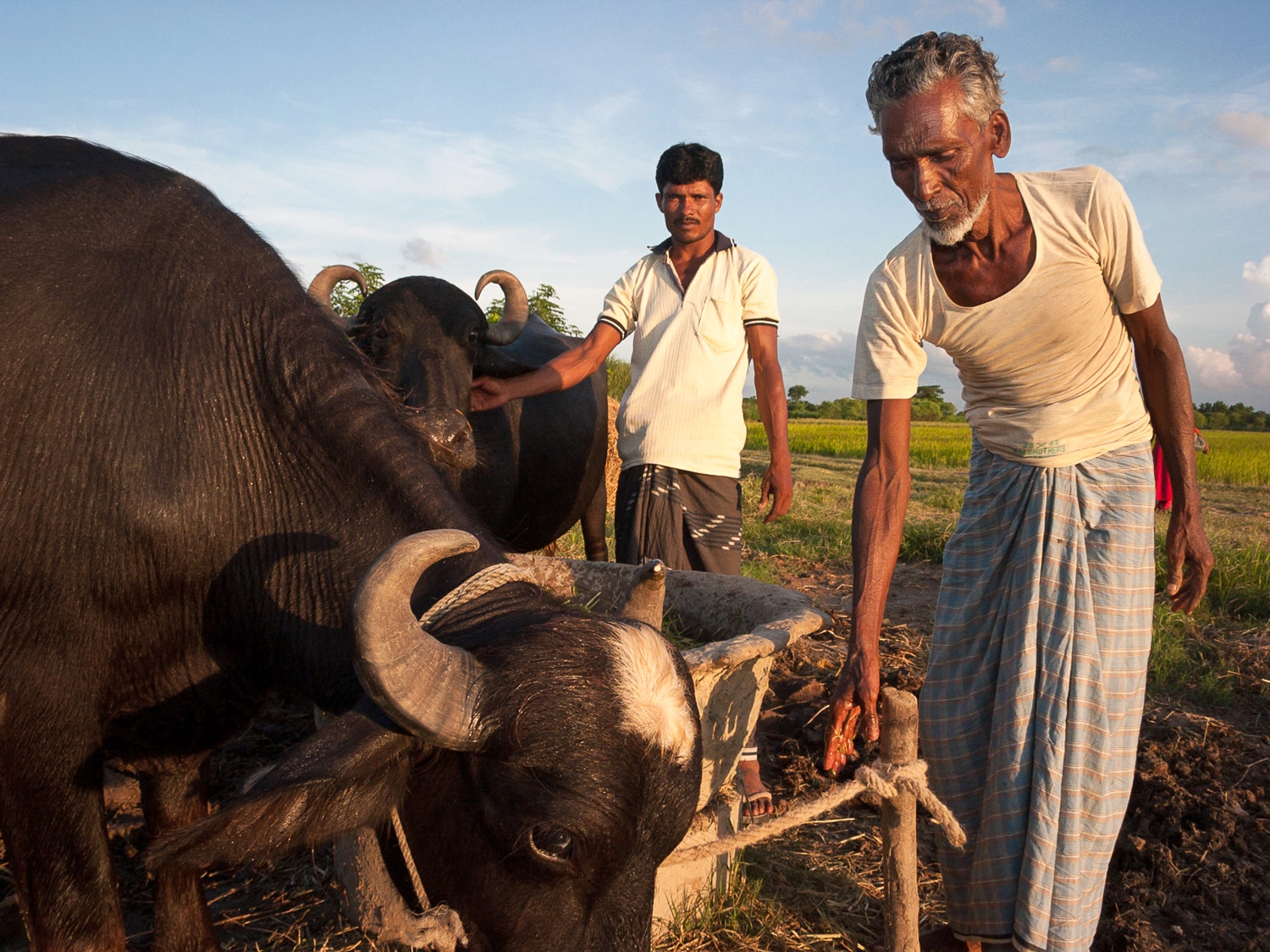 bangladesh-water-buffaloes.jpg