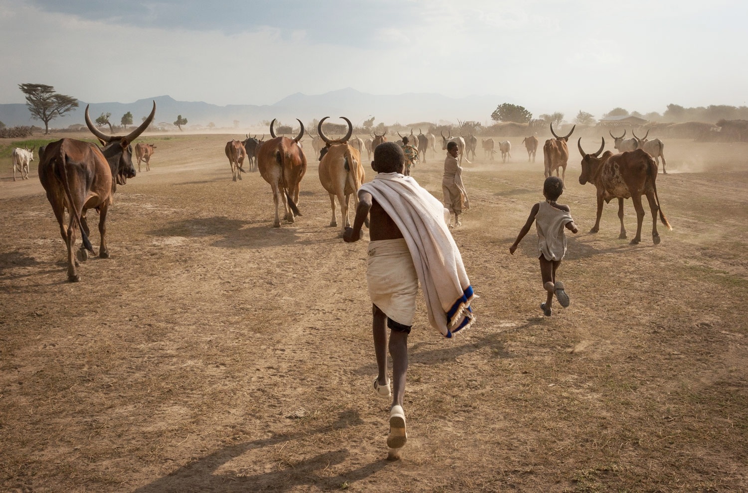 ethiopia-afar-pastoralist-children-cattle.jpg