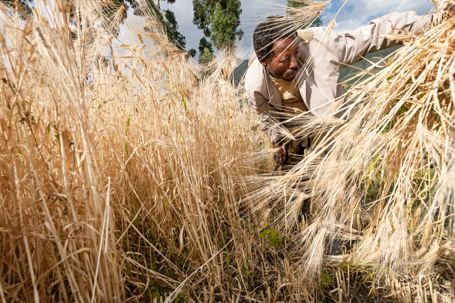 Ethiopia-farmer-wheat.jpg