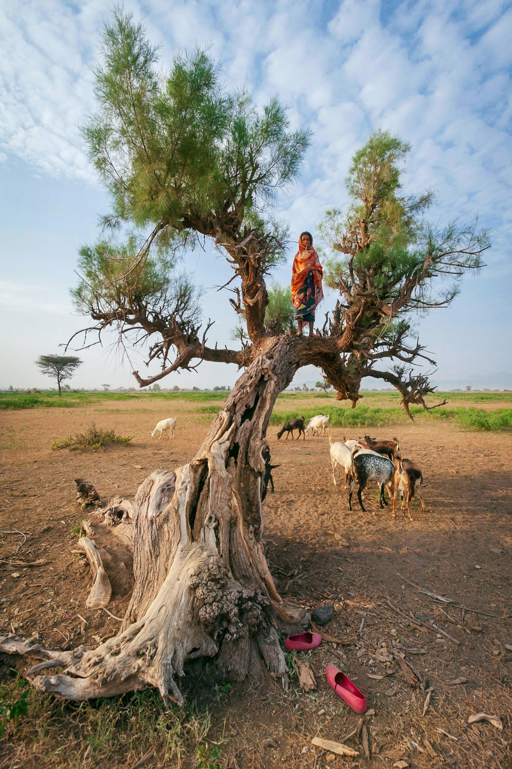  Asalmahi watches the family’s goats from up in a tree; Afar, Ethiopia 