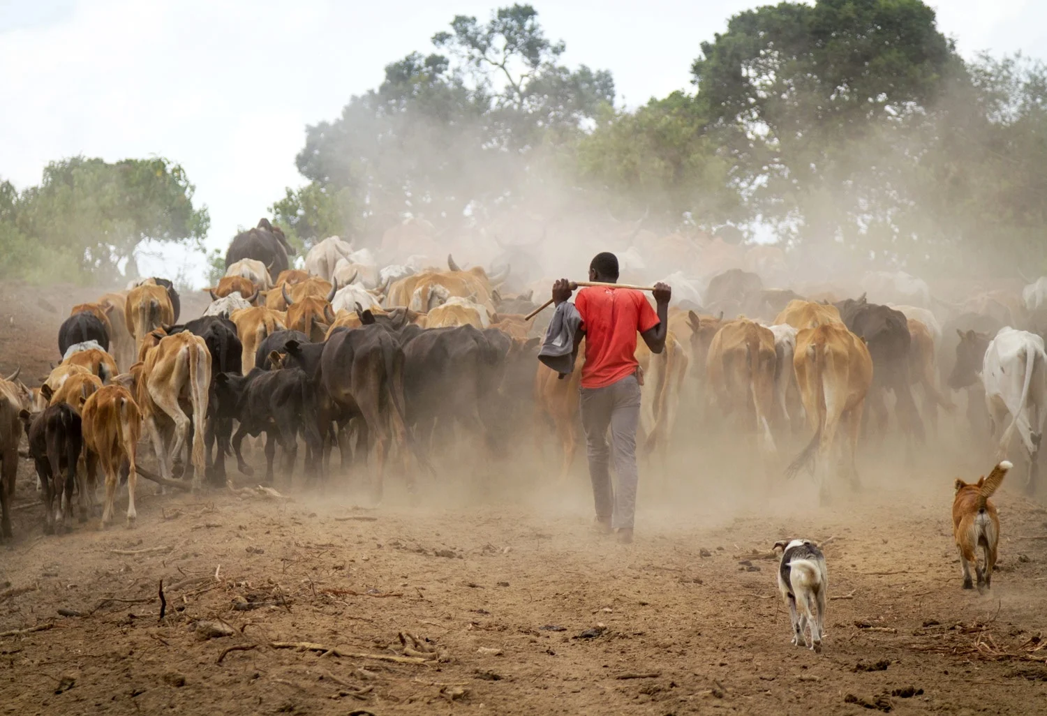 kenya-pastoralist-cattle-dogs.jpg