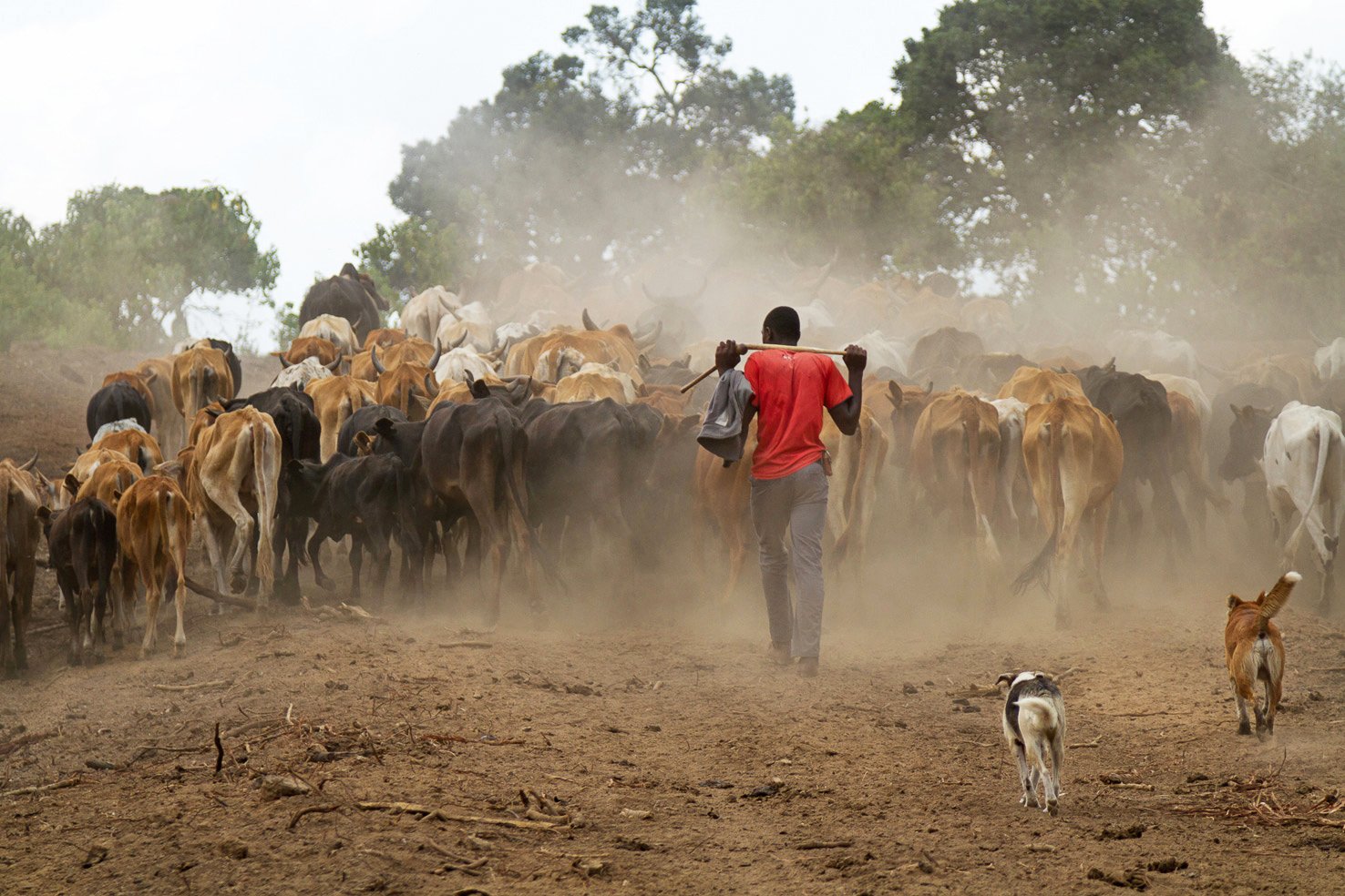kenya-pastoralist-cattle-dogs.jpg
