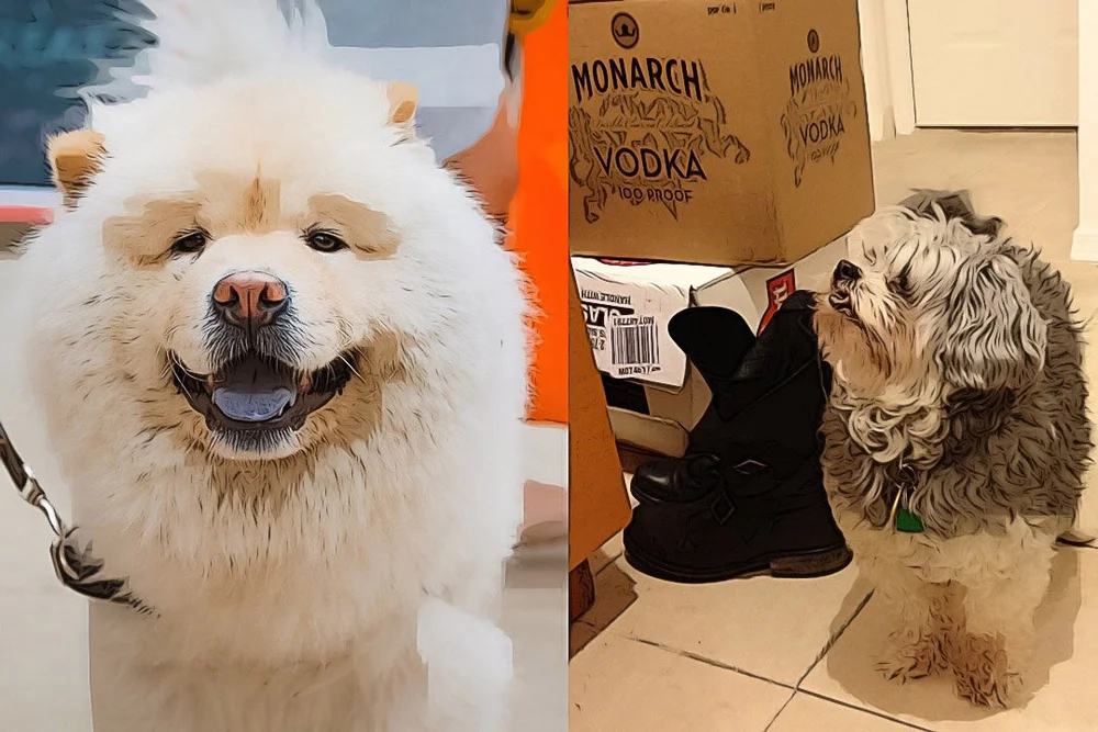 Can A Dog Drown In A Pool