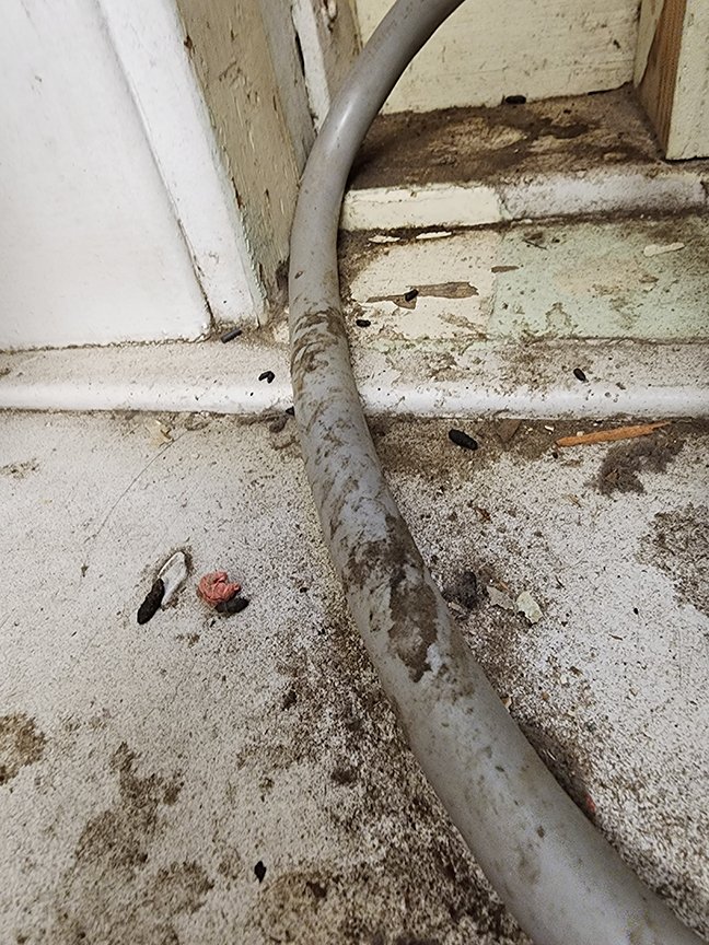  Shredded conduits with rat feces 