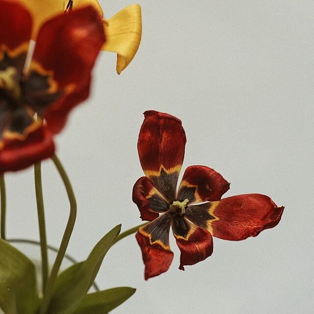 The tulips blossomed from the earth in time for home confinement. For the past three weeks I have been relishing in a display of spring awakening. Serendipitous and joyful. Each morning a new gift in another section of our garden spaces. I am so grat