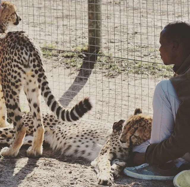 Cheetah Sanctuary Cape Town