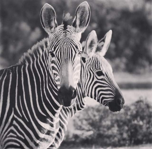 Zebras, Garden Route, South Africa