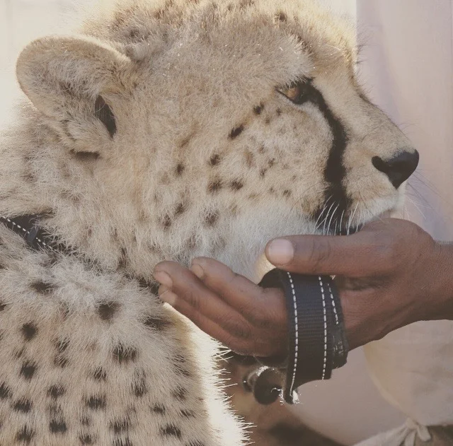 Cheetah Sanctuary, South Africa