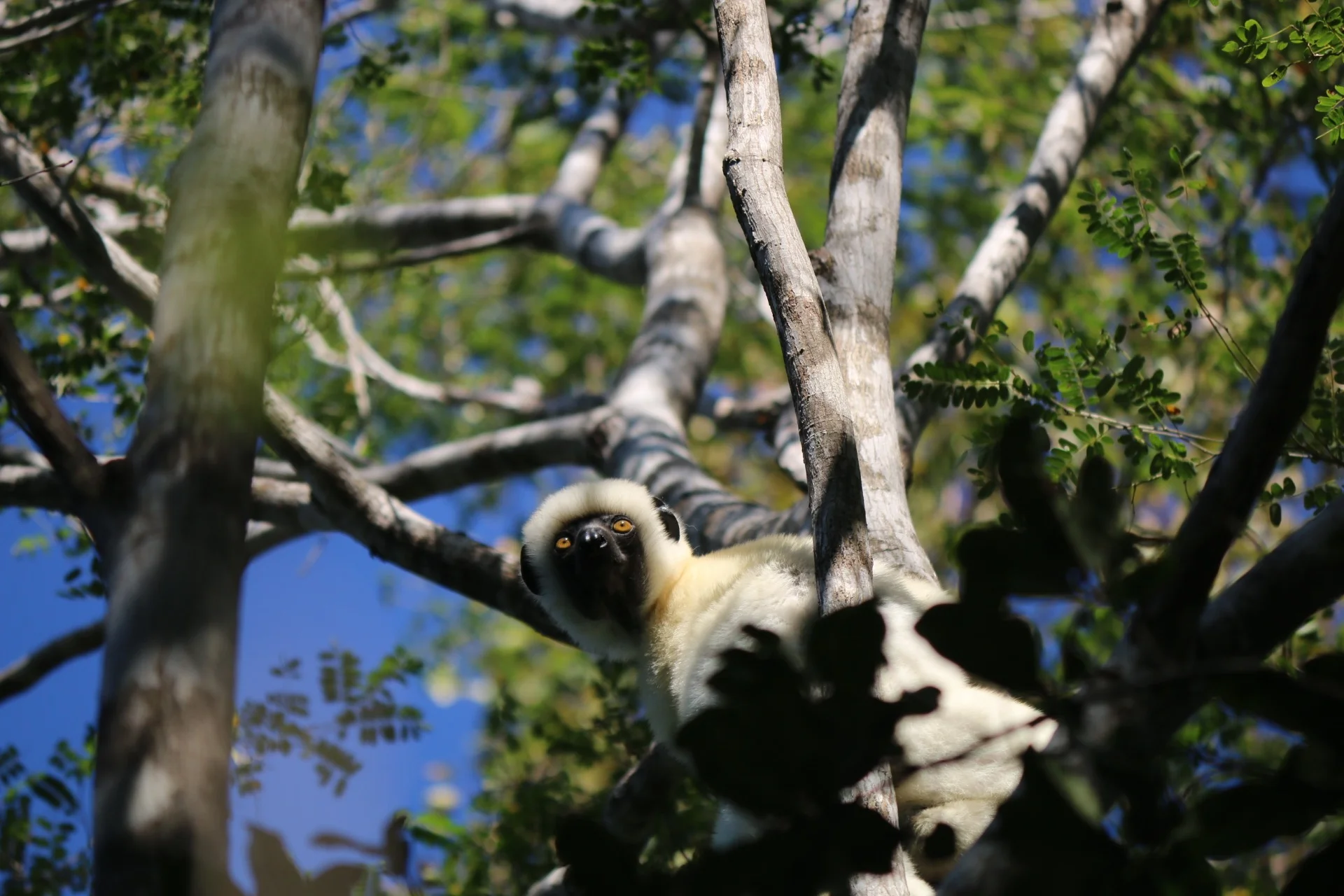Lemurs, Madagascar