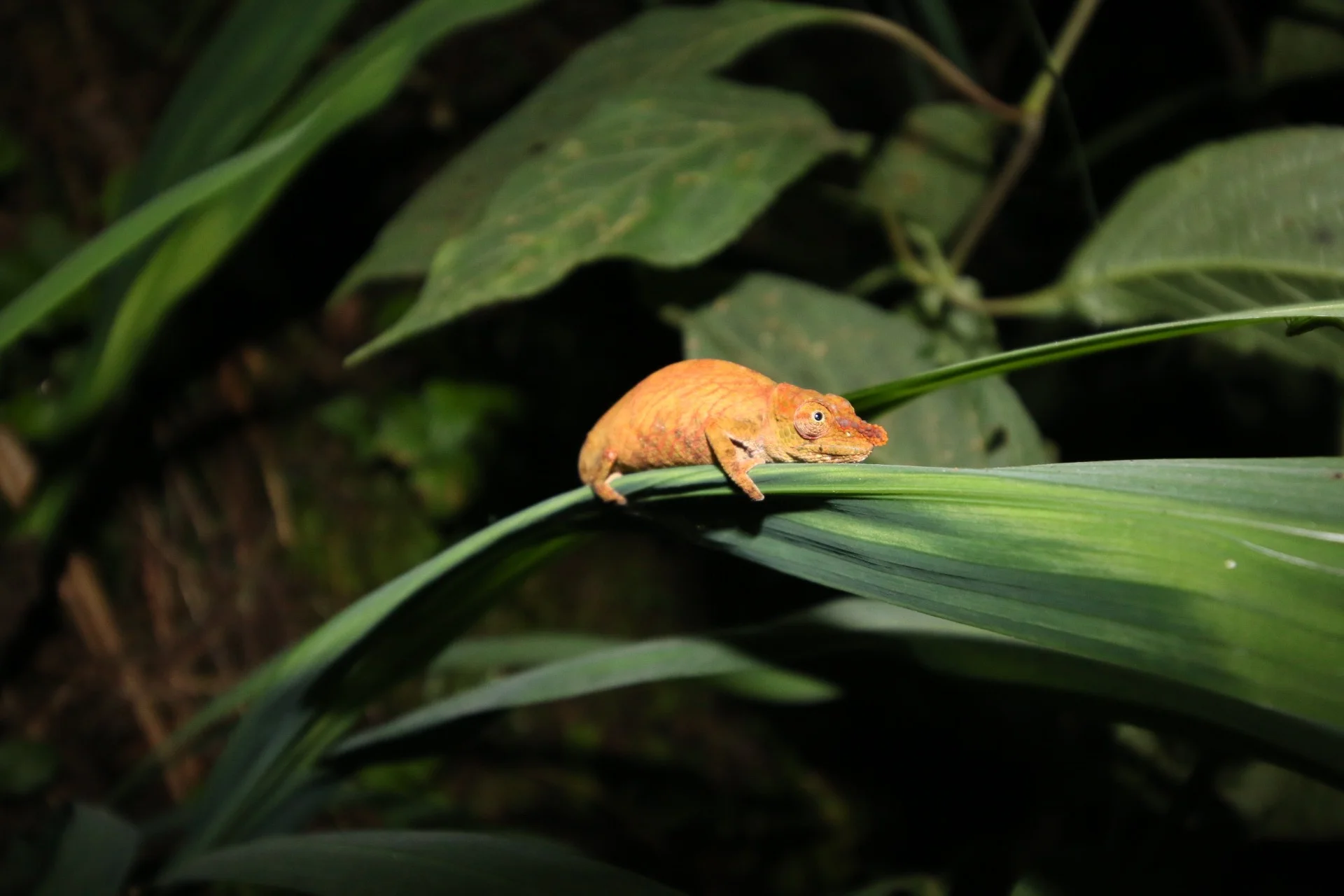 Madagascar