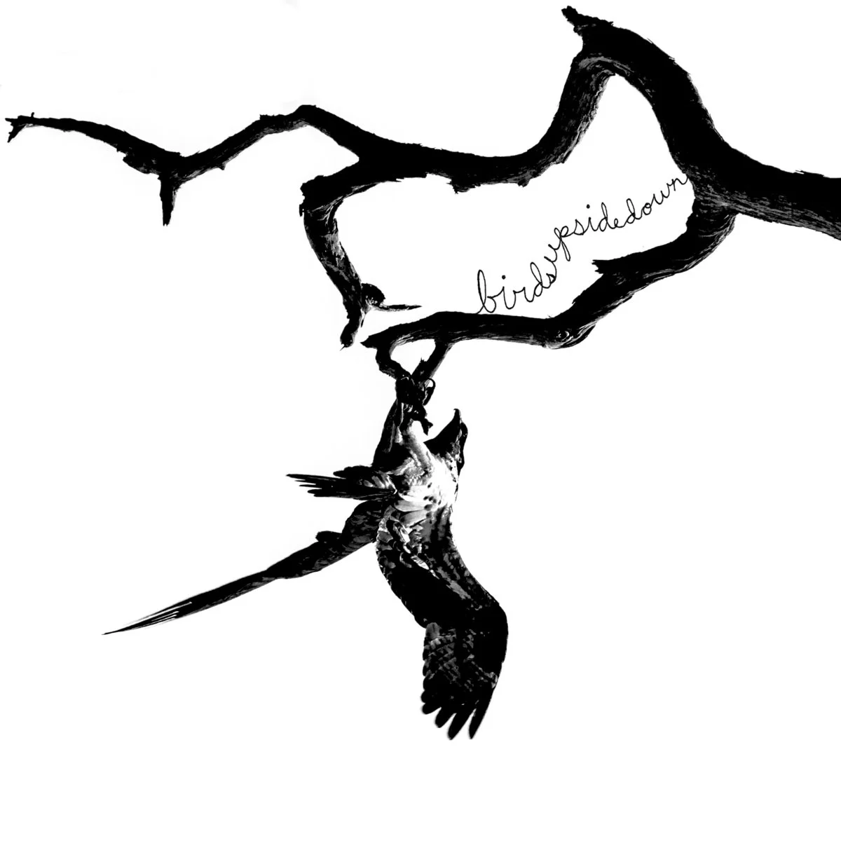 BIRDSUPSIDEDOWN JAWS THAT BITE Digital | CD