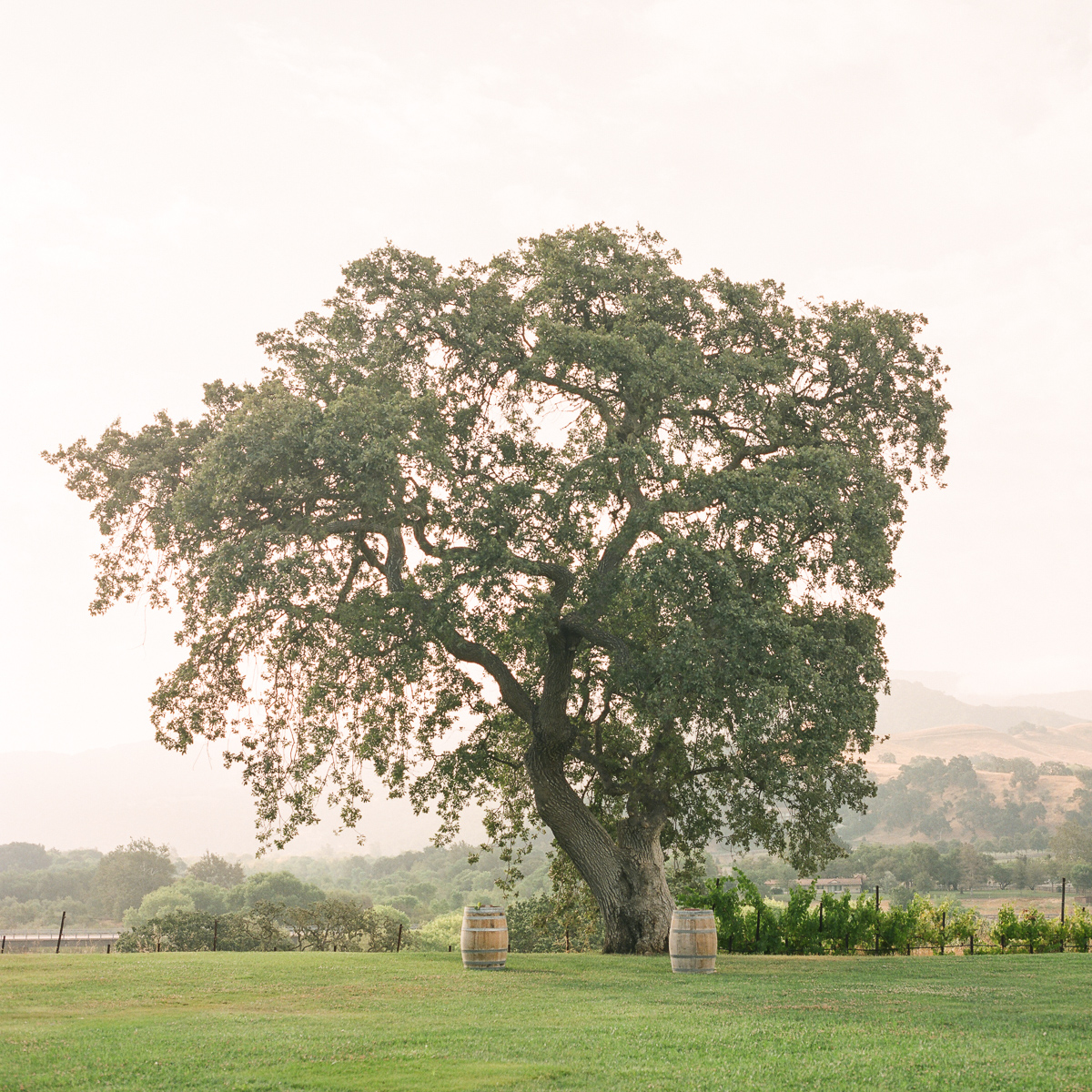 Photography by Dmitry Rogozhin | Cody Floral Design | Wedding at Sunstone Vineyards