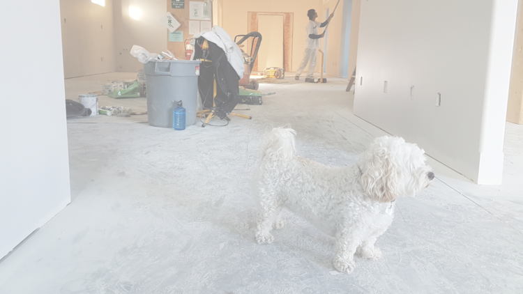 6 Must-Have Products To Keep Your House Clean With Dogs And Toddlers —  TruBuild Construction