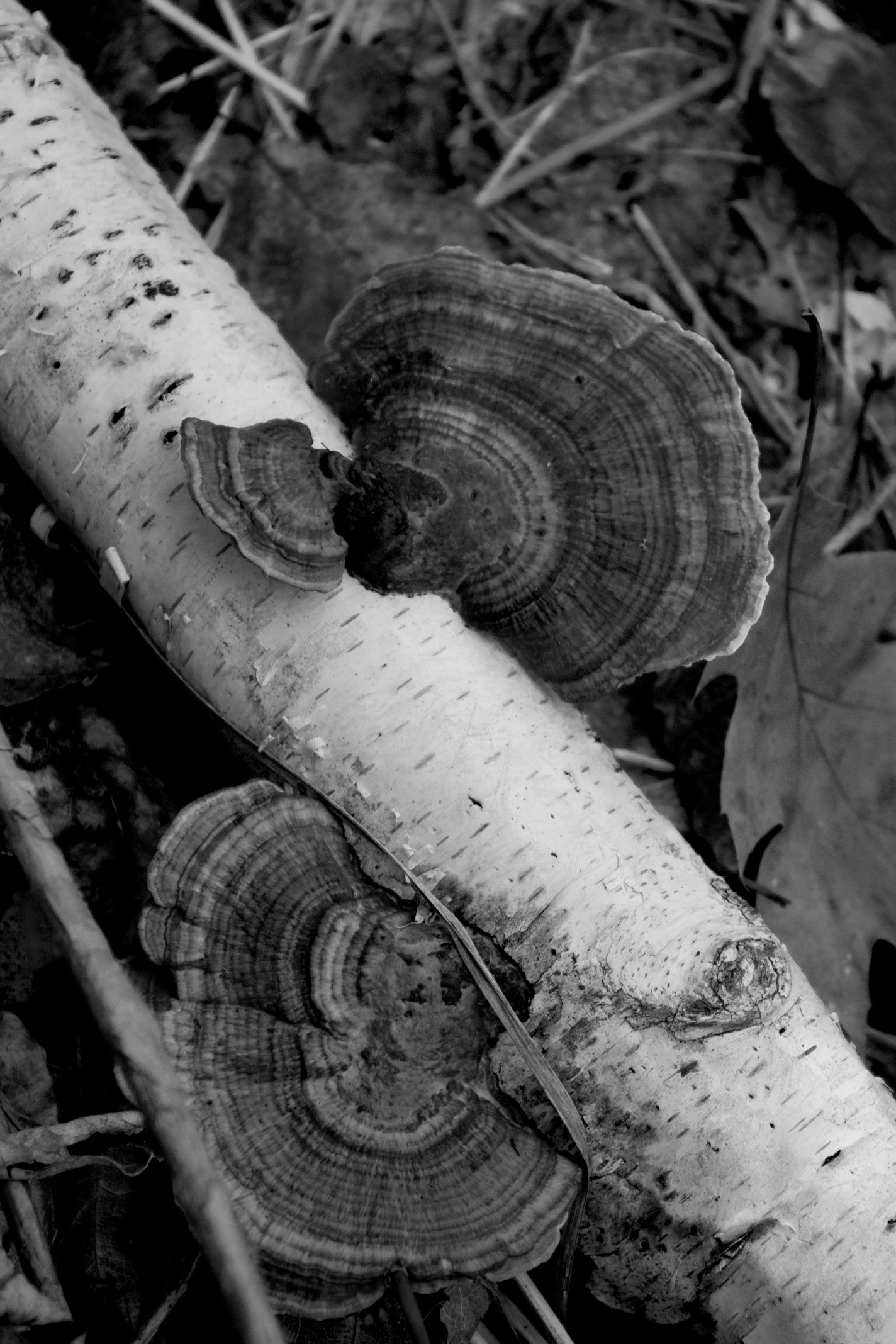 Fungus, Green Mountains, Vermont