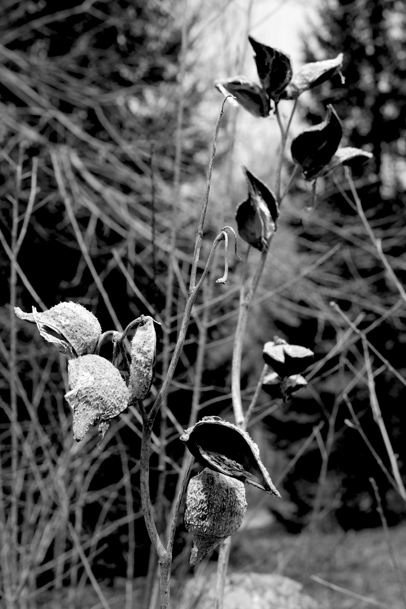 Seedpods, Massachusetts