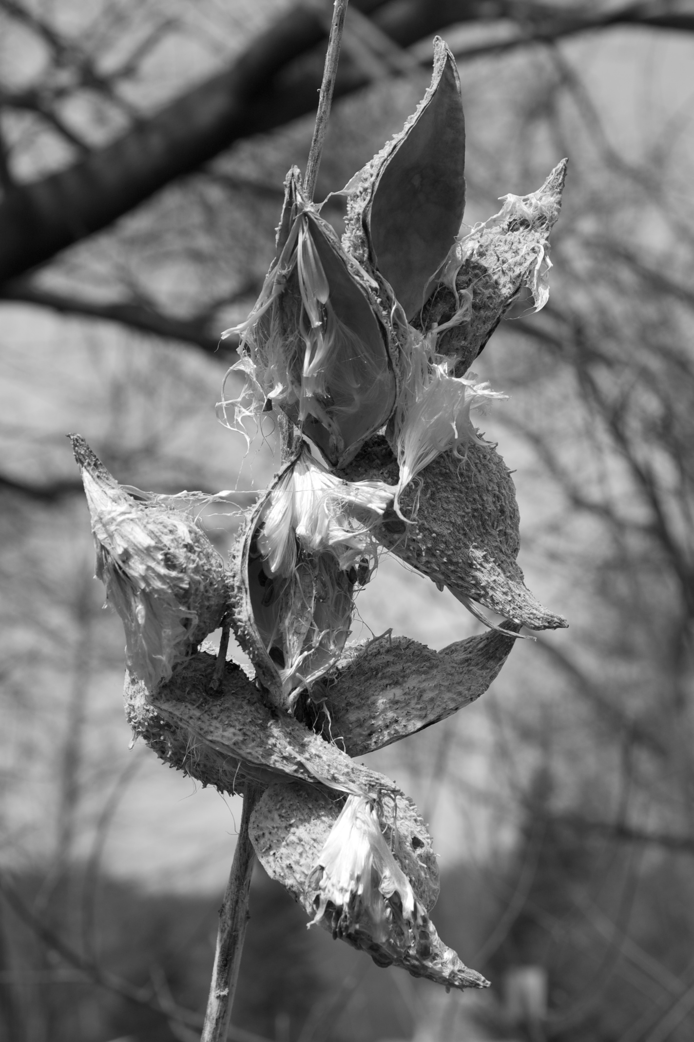 Seedpod II, Massachusetts
