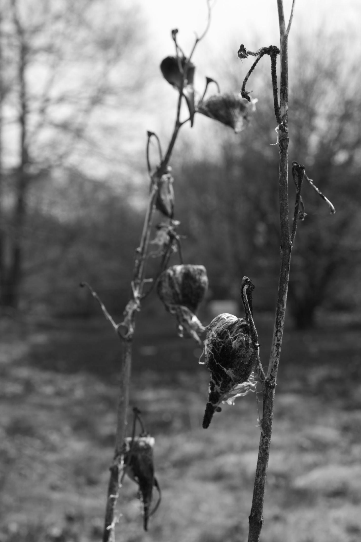 Seedpods, III, Massachusetts