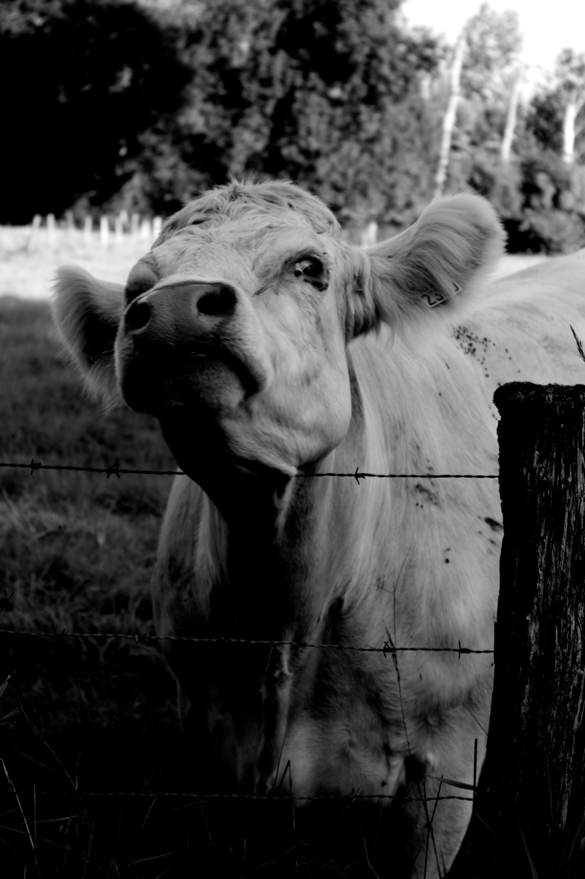 Neighbor Cow