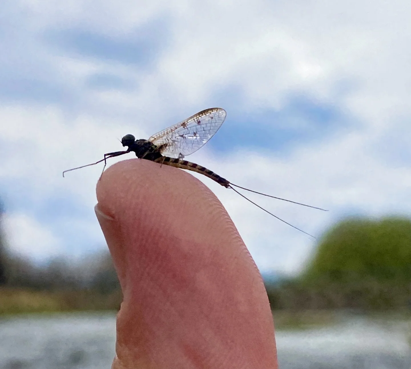 Baetis on the brain.

Spring Baetis are starting to show on the Yellowstone and this little CDC pheasant tail has been doing the work. If you like simple dry dropper rigs and brown trout that eat them, the new &ldquo;Baetis On The Brain&rdquo; blog i