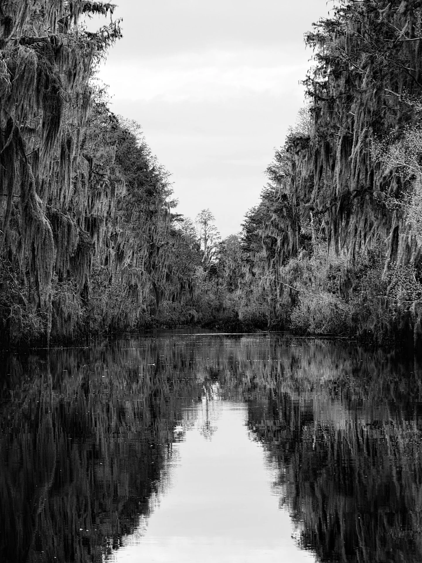Busman&rsquo;s holiday in the Okefenokee.
Blackwater, cypress, and tons of wading birds. Added a Wood Stork to the list!

#okefenokee #okefenokeeswamp #georgiaoutdoors #blackwater #cypress