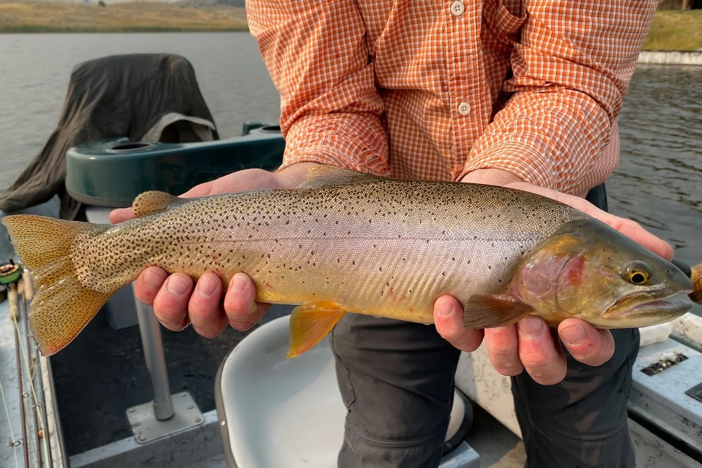 New season. New goal.

Last year, fished it, and/or guided the Yellowstone River from Gardiner to Columbus.

This year is personal. Personal Montana native list.

Yellowstone cutthroat-Westslope cutthroat -Arctic grayling-Mountain whitefish-Bull trou