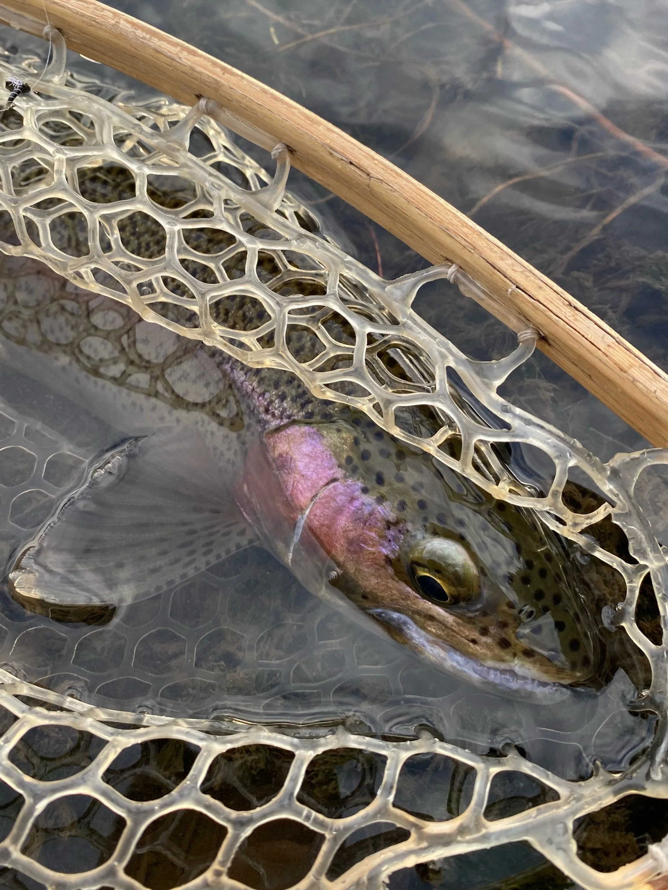 A quick look, then gone&hellip;&hellip;.

#springcreek #catchandrelease #rainbowtrout #technicaltrout #montanaflyfishing