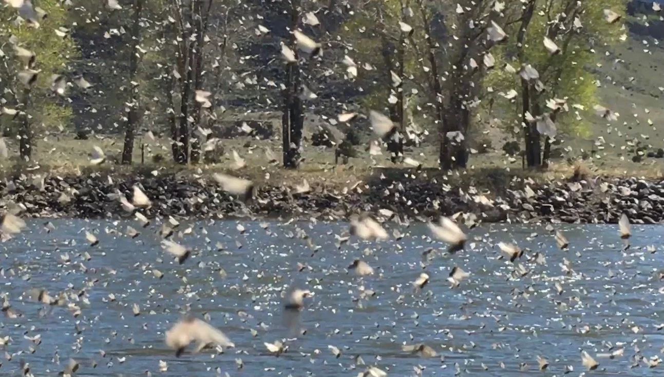 Yep.

#mothersdaycaddis #yellowstoneriver #caddisblizzard #montanaflyfishing #dryflyseason