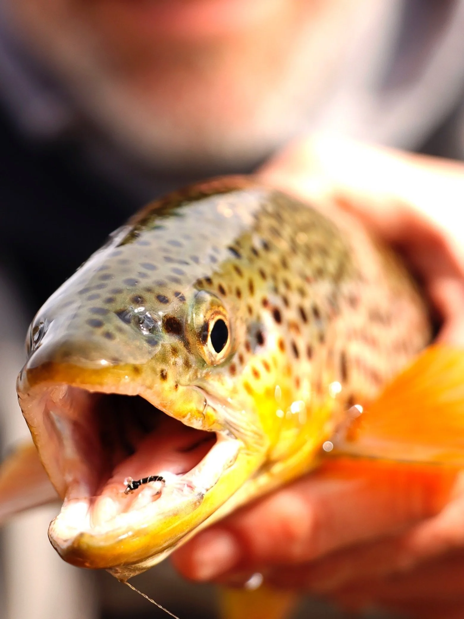 The biggest hatch on the river is not always the most important food source.

This fish was caught on a midge during heavier surface activity from larger bugs. Trout feed on them year round and recognize them as a constant food.

Even during major ha