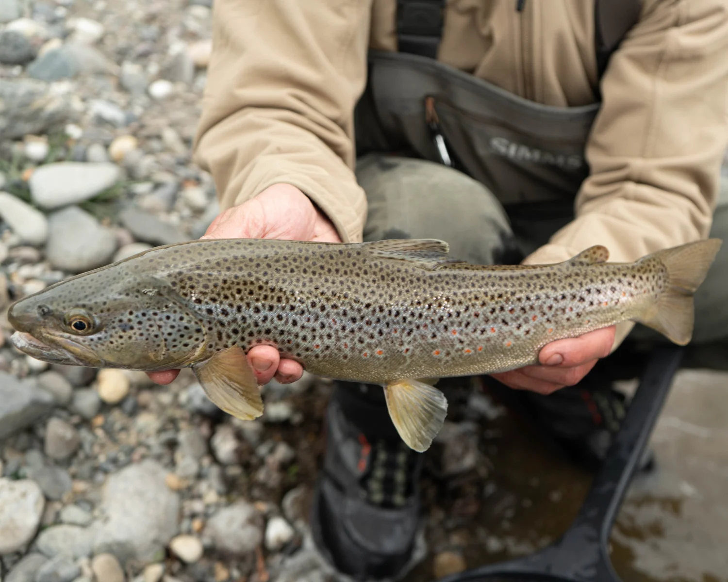 Guide Matt Kelly rowing two anglers on the Yellowstone River near Livingston Montana.