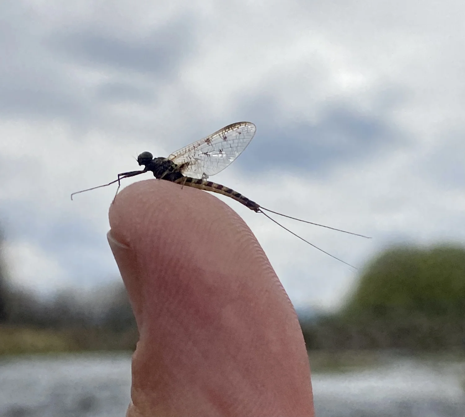 Baetis mayfly resting on an angler's fingertip on a Paradise Valley spring creek
